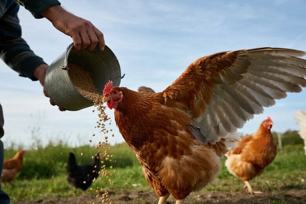 Chỉ số ADG trong chăn nuôi: Hiểu đúng để nâng cao năng suất
