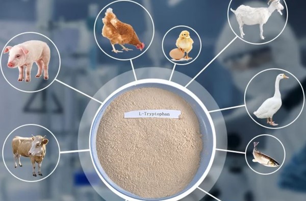 Tryptophan trong thức ăn chăn nuôi là gì? Vai trò như thế nào? 2