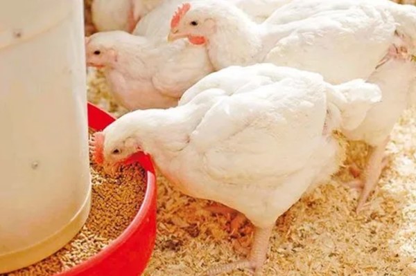 Tryptophan trong thức ăn chăn nuôi là gì? Vai trò như thế nào? 3