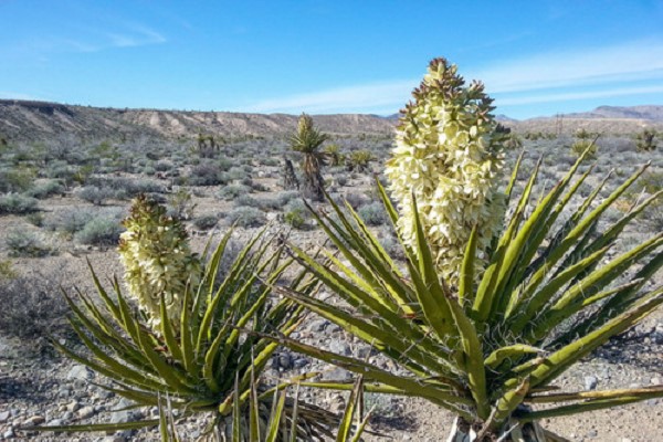 Sử Dụng Yucca Trong Thủy Sản: Cải Thiện Chất Lượng Nước Và Sức Khỏe Vật Nuôi