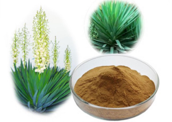 Sử Dụng Yucca Trong Thủy Sản: Cải Thiện Chất Lượng Nước Và Sức Khỏe Vật Nuôi 2