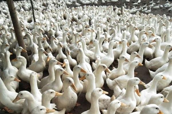 Kỹ thuật chăn nuôi ngan thịt tăng năng suất, giảm hao hụt 2