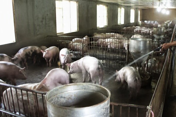 Chăn nuôi gia súc: Xu hướng phát triển và những điểm cần chú ý 2