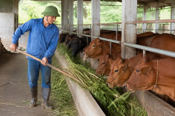 Chăn nuôi gia súc: Xu hướng phát triển và những điểm cần chú ý 3