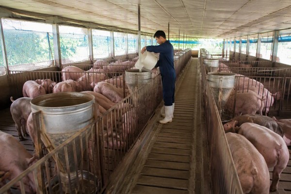 Khái niệm chăn nuôi và các mô hình chăn nuôi phổ biến hiện nay