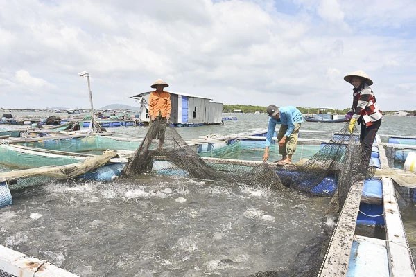 Các tỉnh dẫn đầu về nuôi trồng thủy sản tại Việt Nam hiện nay 2