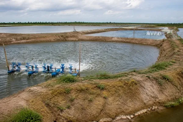 Đất nuôi trồng thủy sản là gì? Quy định và cách sử dụng hiệu quả