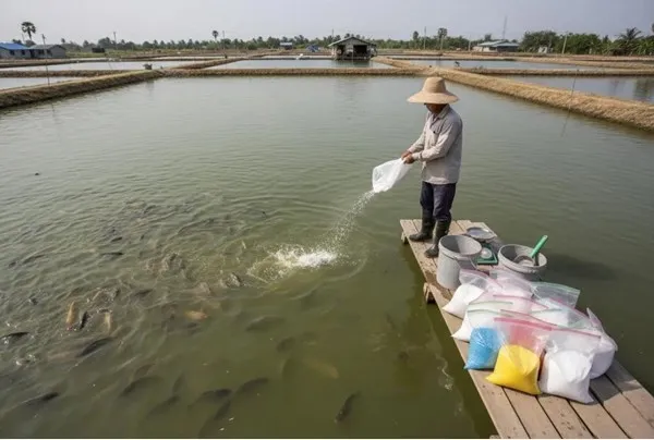 Các loại kháng sinh trong thủy sản và lưu ý khi sử dụng